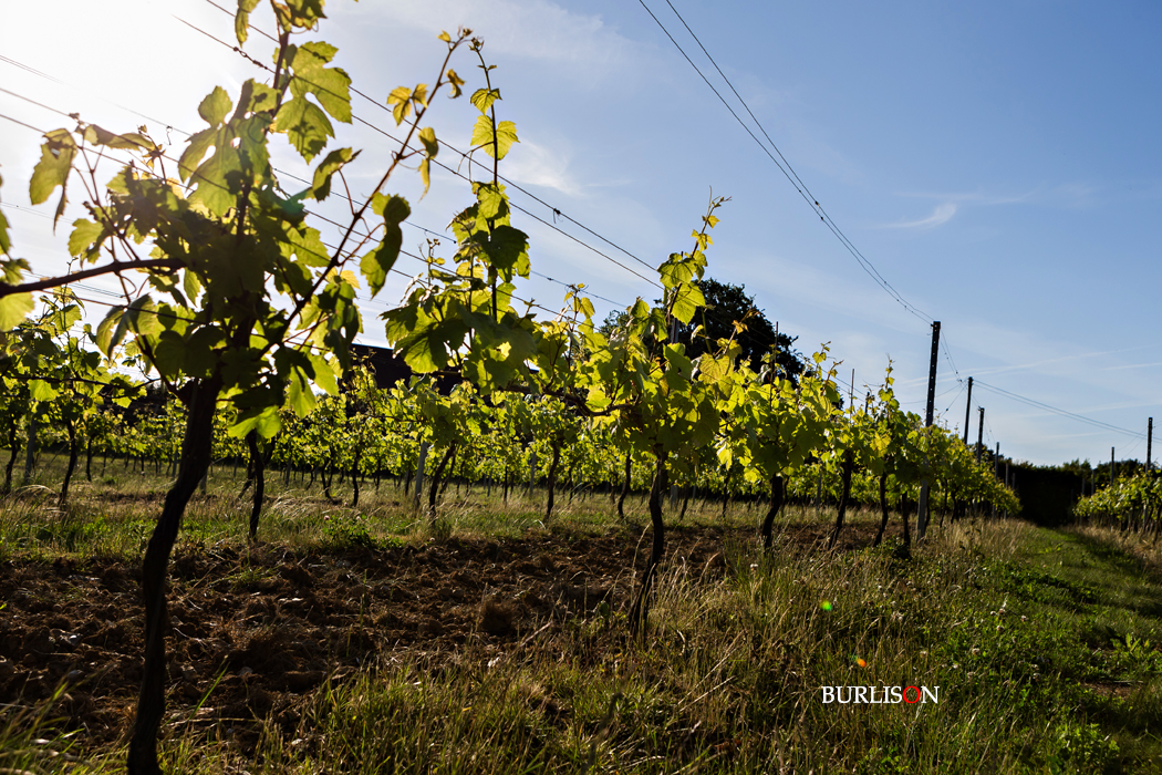 Hattingley Valley Vineyard