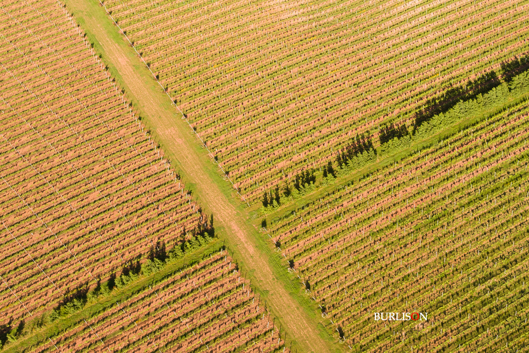 Hattingley Valley Vineyard