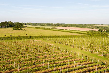 Hattingley Valley Vineyard