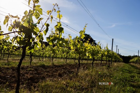 Hattingley Valley Vineyard